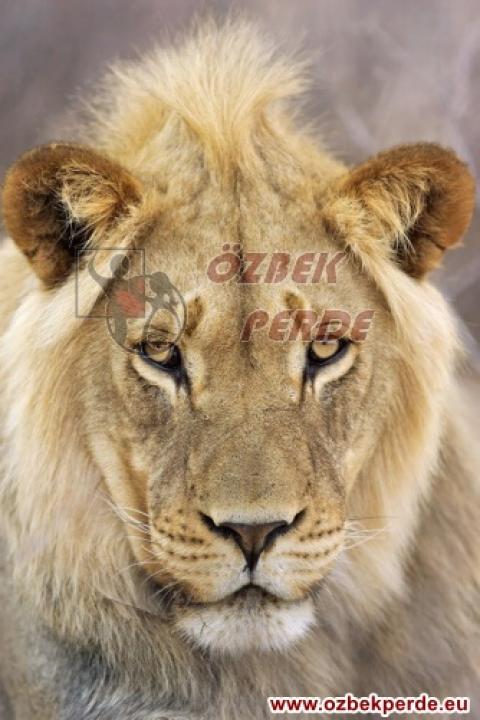 Aslan Baskılı Halı