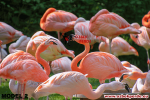 Flamingo Baskılı Halı