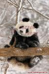 Panda Baskılı Halı